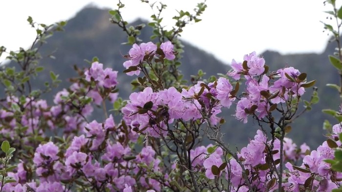 Цветение маральника на Алтае