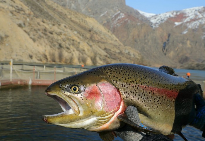 Платные озера для рыбалки в Алтайском крае