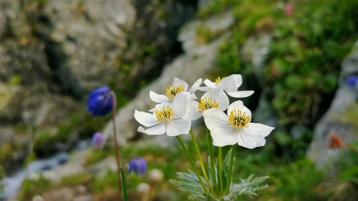 Цветы на Алтае