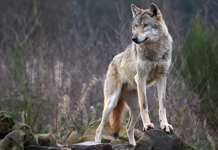 Охота на волка на Алтае