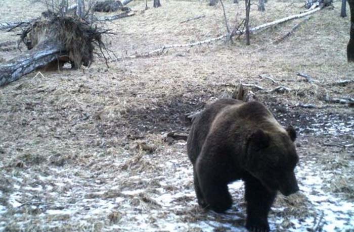 Медведь – самый большой хищник в Горном Алтае. 